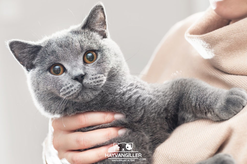British Shorthair Kedi Cinsi British Shorthair Kedi Cinsi